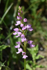 Dactylorhiza iberica