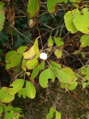 Symphoricarpos albus