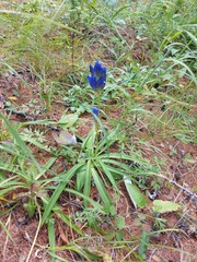 Gentiana decumbens