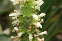 Betonica alopecuros