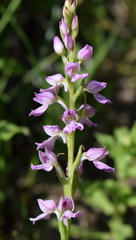 Dactylorhiza iberica