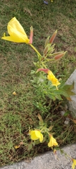 Oenothera glazioviana