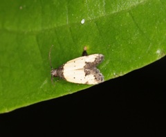 Tyrolimnas anthraconesa