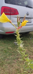 Oenothera glazioviana