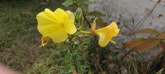 Oenothera glazioviana