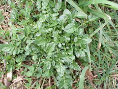 Barbarea