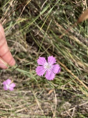 Dianthus