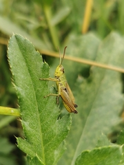 Pseudochorthippus parallelus