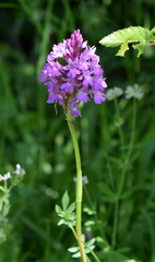 Anacamptis pyramidalis