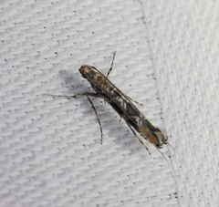 Conopomorpha sinensis