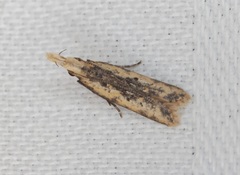 Dichomeris ochthophora