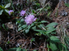 Knautia