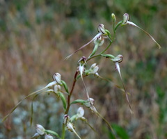 Himantoglossum caprinum