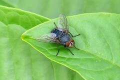 Calliphora vicina