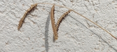 Paspalum dilatatum