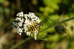 Myathropa florea