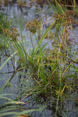 Cyperus eragrostis