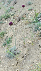 Allium atroviolaceum
