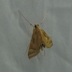 Eoophyla
