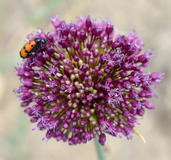 Mylabris quadripunctata
