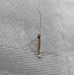 Eteoryctis syngramma