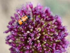 Mylabris quadripunctata