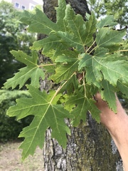 Acer saccharinum