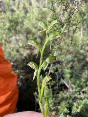 Pterostylis chlorogramma
