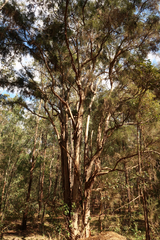 Melaleuca irbyana