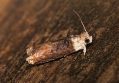 Hedya iophaea