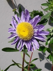 Felicia echinata