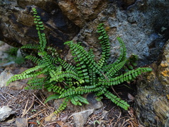 Asplenium trichomanes