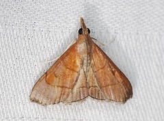 Hemiscopis sanguinea