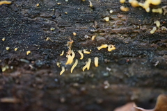 Calocera cornea