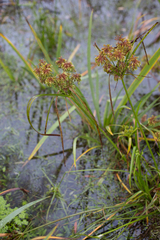 Cyperus eragrostis
