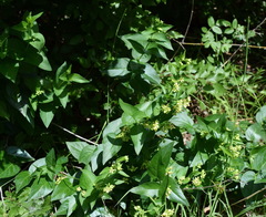 Vincetoxicum hirundinaria