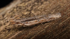 Hypatima spathota