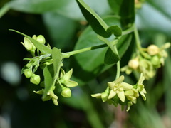 Vincetoxicum hirundinaria