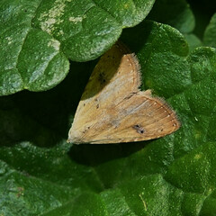 Rivula sericealis