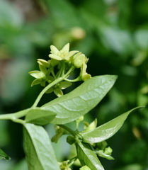 Vincetoxicum hirundinaria