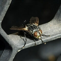 Tachininae