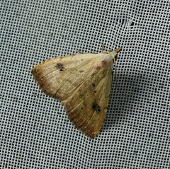 Rivula sericealis