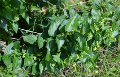 Vincetoxicum hirundinaria