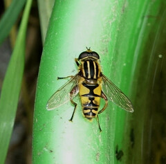 Helophilus pendulus