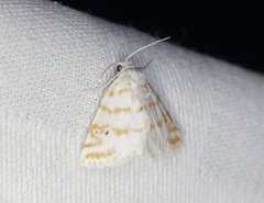 Patissa fulvosparsa