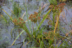 Cyperus eragrostis