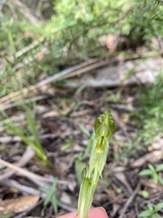 Pterostylis chlorogramma