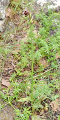 Ophrys oestrifera