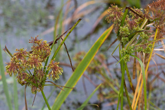 Cyperus eragrostis