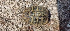 Testudo hermanni